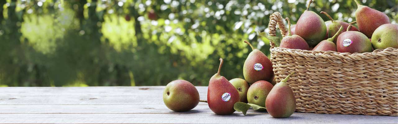 Headerbild Geiser agro.com