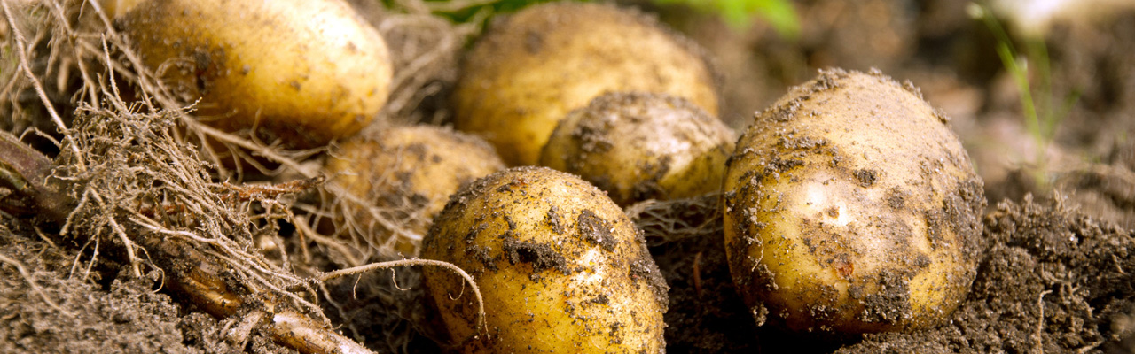 Kartoffeln