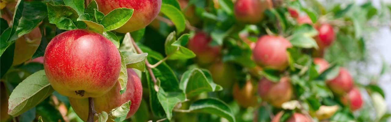 Headerbild Geiser agro.com